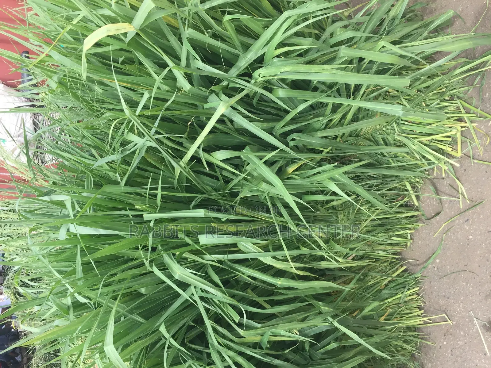 Fresh/Safe Organic Grass for Farm Animals(20kg)