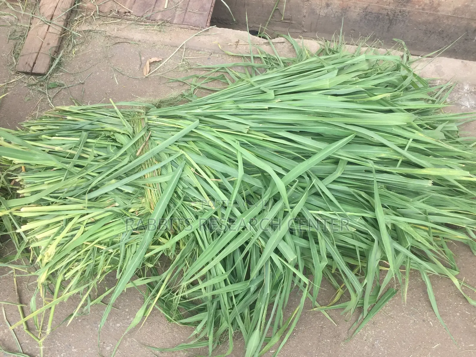 Fresh/Safe Organic Grass for Farm Animals(20kg)