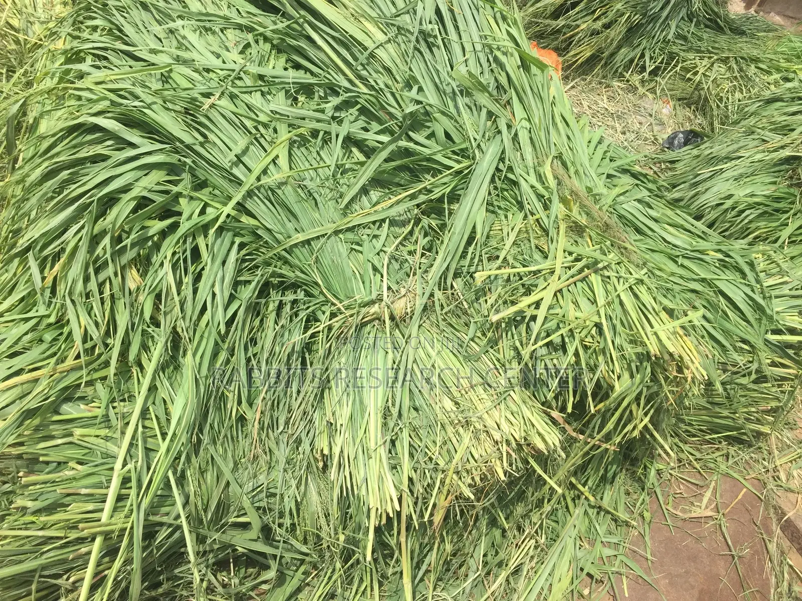 Fresh/Safe Organic Grass for Farm Animals(20kg)
