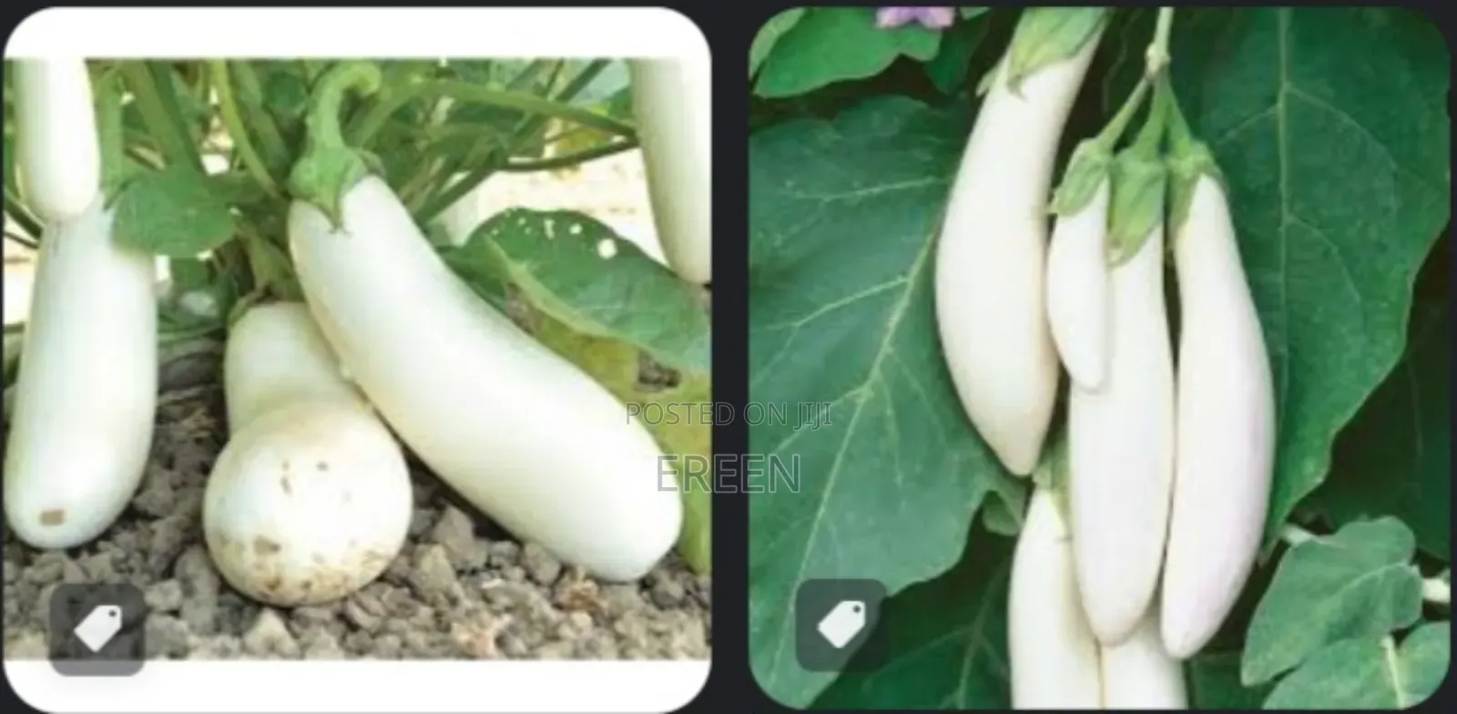 White Star Egg Plant Seedlings