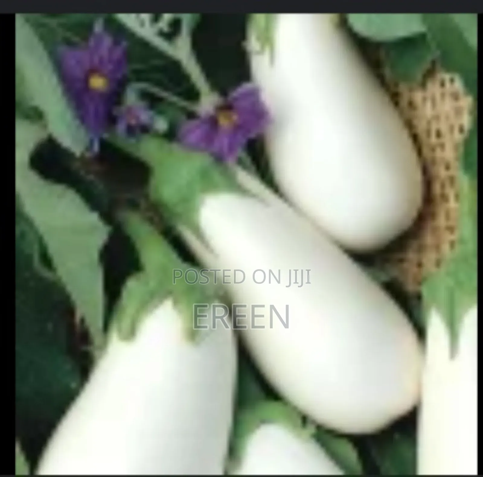 White Star Egg Plant Seedlings