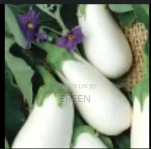 White Star Egg Plant Seedlings