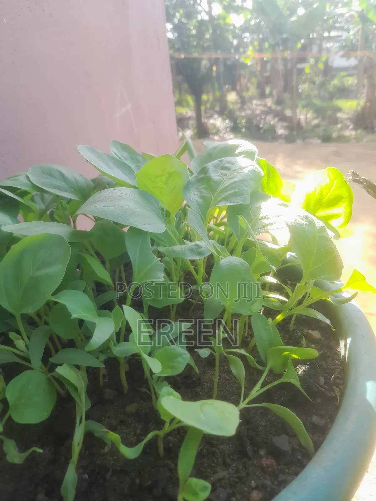 White Star Egg Plant Seedlings