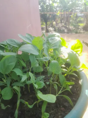 White Star Egg Plant Seedlings