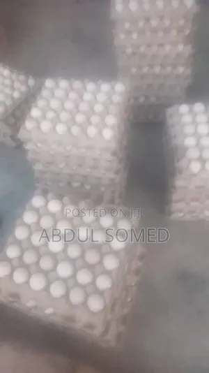 Guinea Fowl Eggs for Hatching
