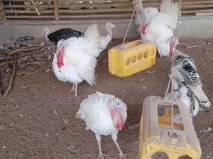 Matured Turkey