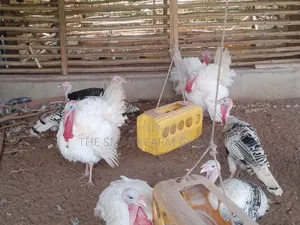 Matured Turkey