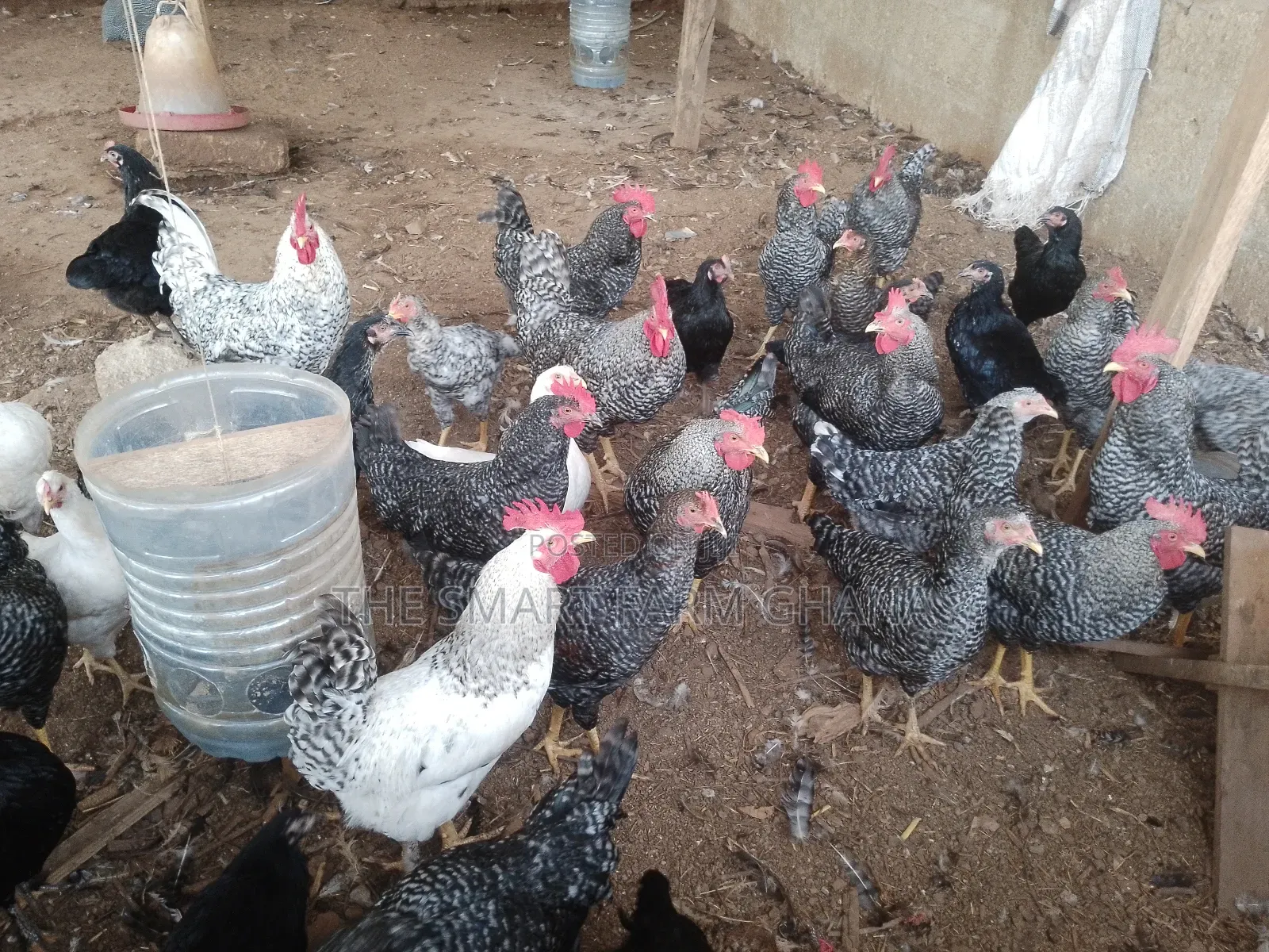 Plymouth Rock Chicken