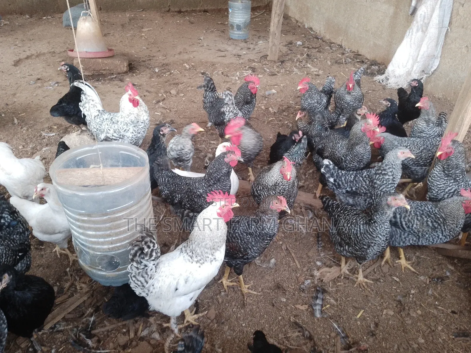 Plymouth Rock Chicken
