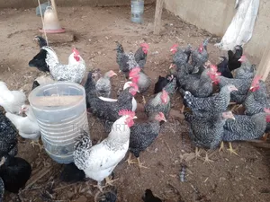 Plymouth Rock Chicken