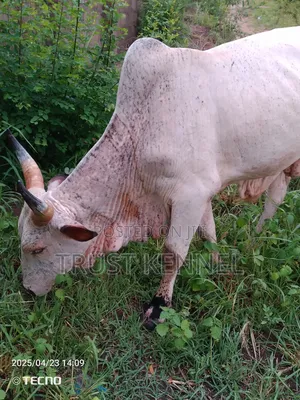 Healthy Cow Available for Sale