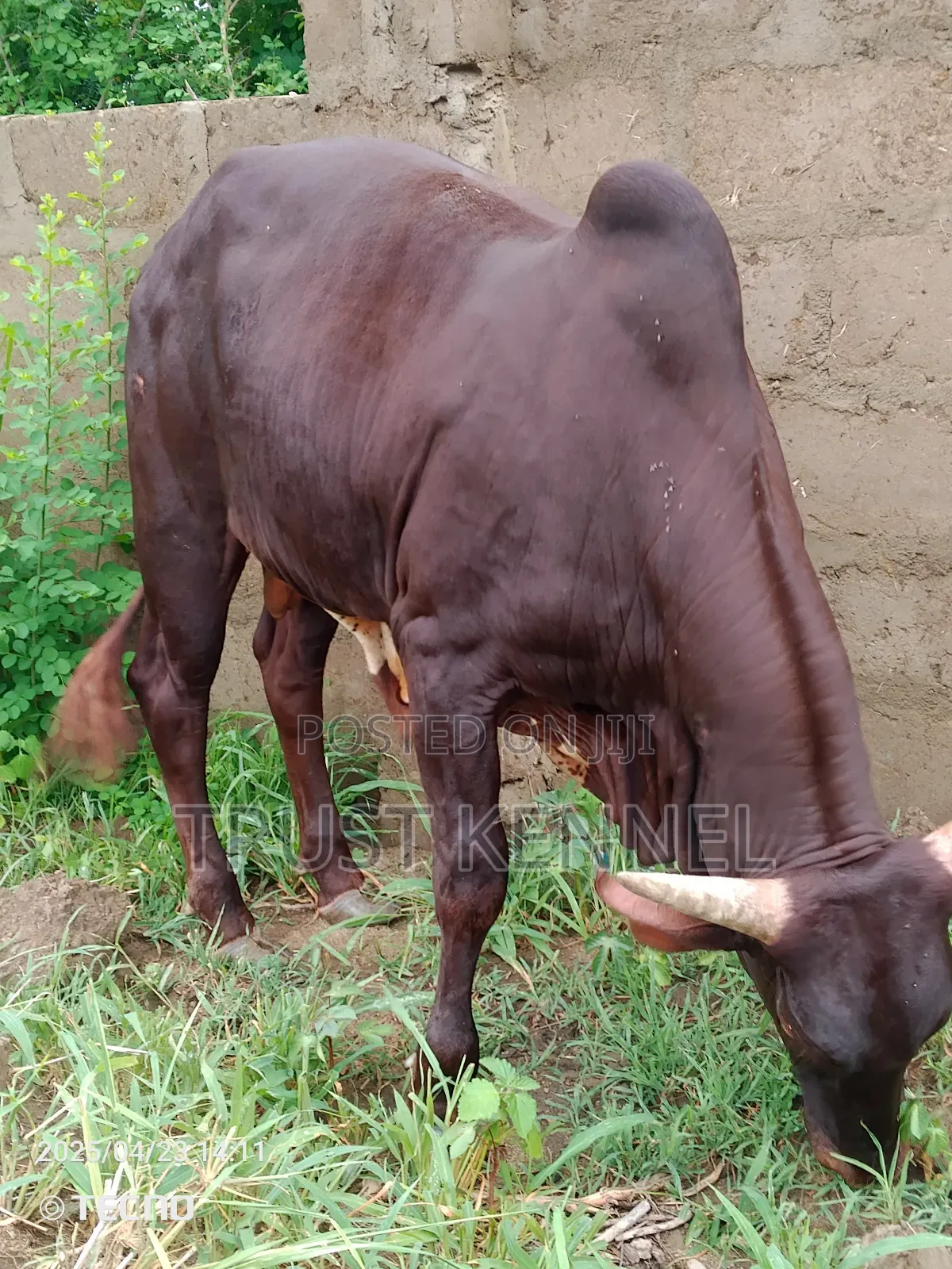 Healthy Cow Available for Sale