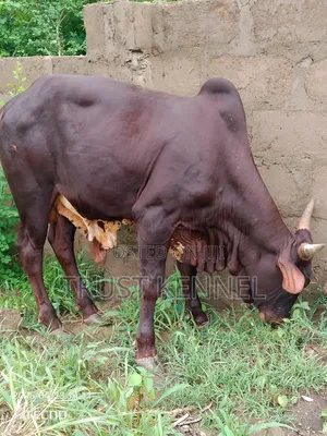 Healthy Cow Available for Sale