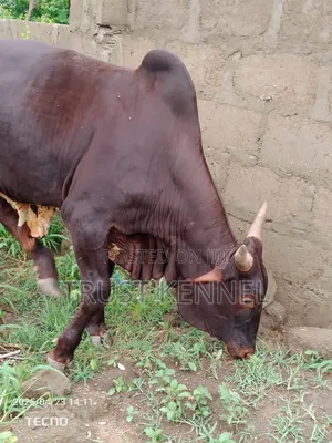Healthy Cow Available for Sale
