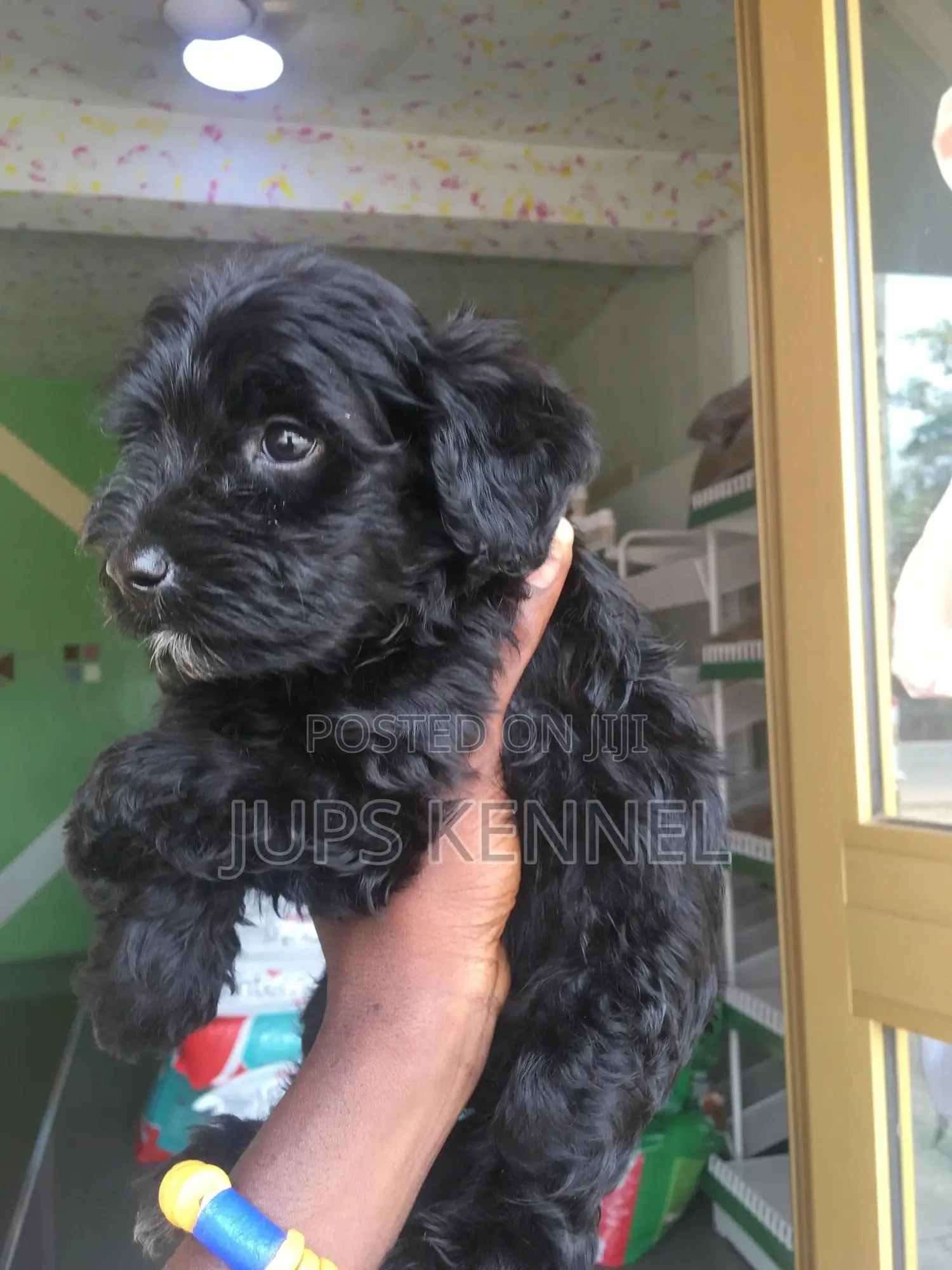 1-3 months Female Purebred Poodle