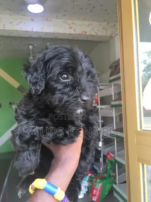 1-3 months Female Purebred Poodle
