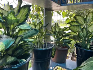 Indoor Plants for Sale