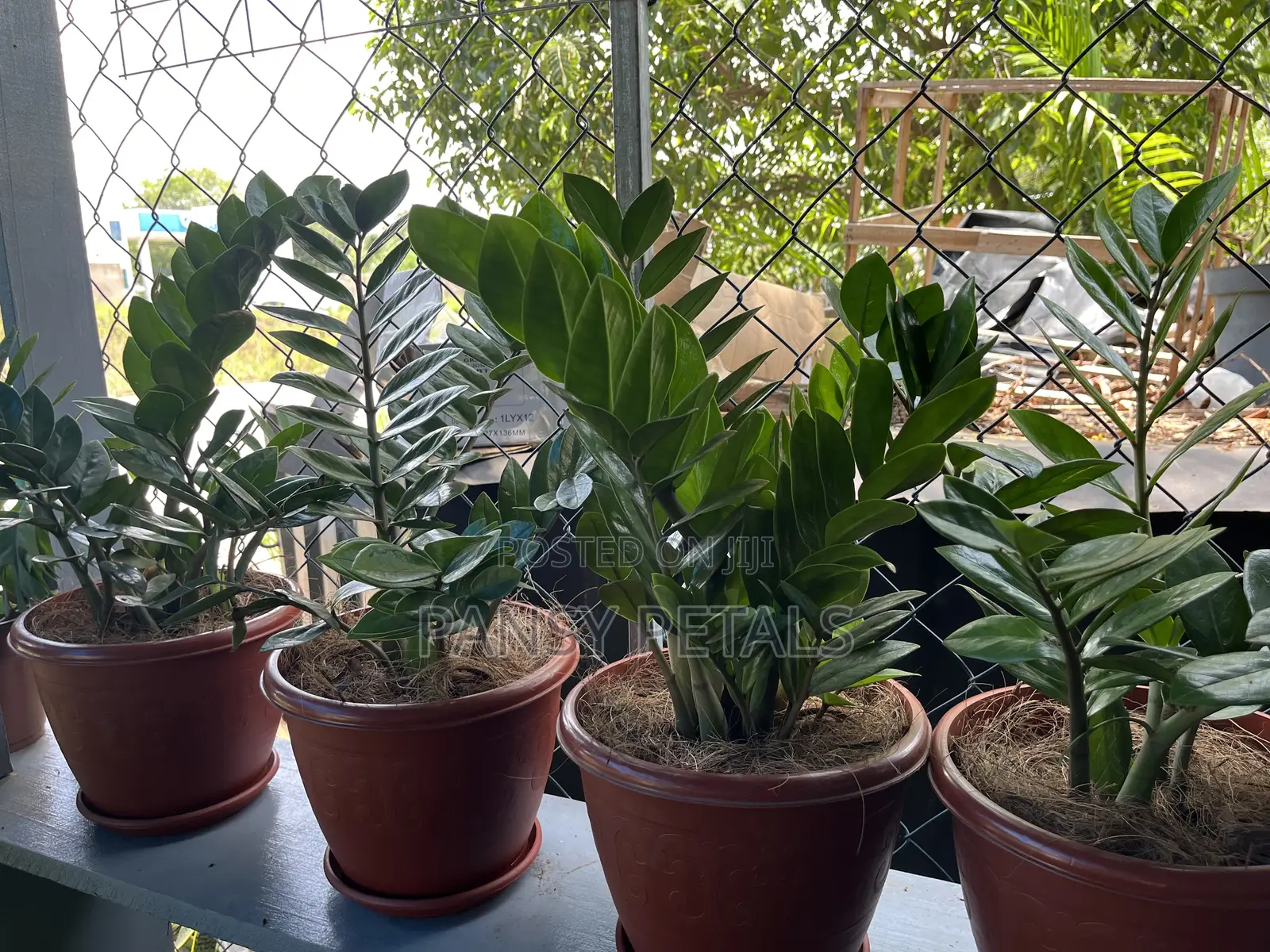 Indoor Plants for Sale