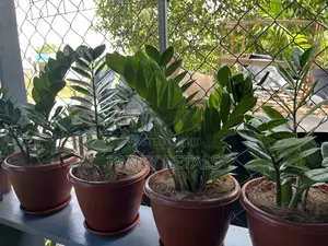 Indoor Plants for Sale