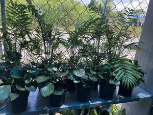 Palour Palm for Sale