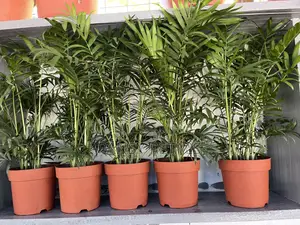 Palour Palm for Sale