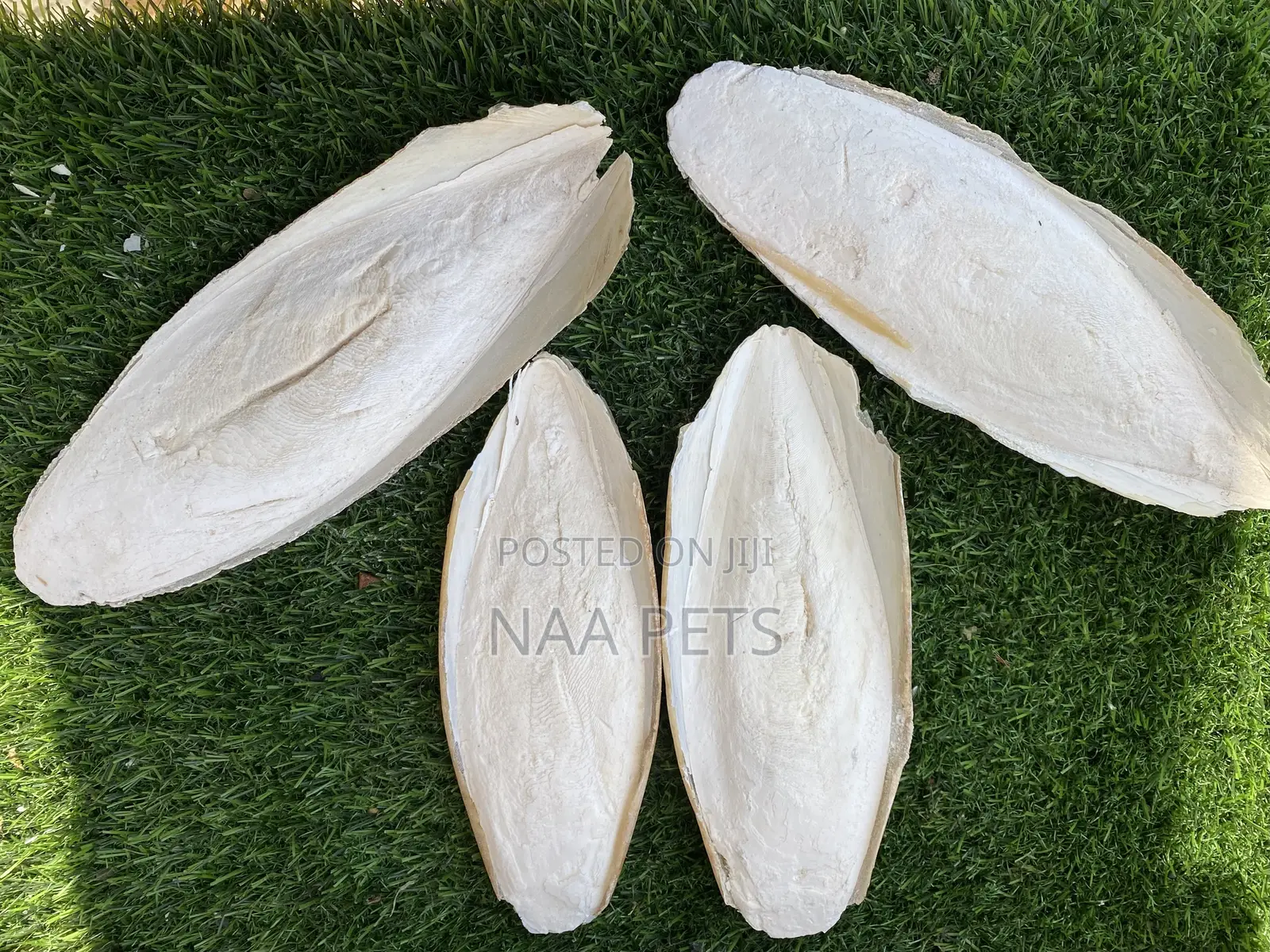 Cuttlebone
