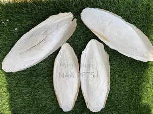 Cuttlebone