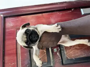 Photo - 1-3 months Male Purebred Pug