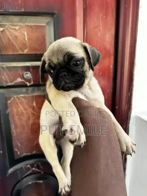 Photo - 1-3 months Female Purebred Pug