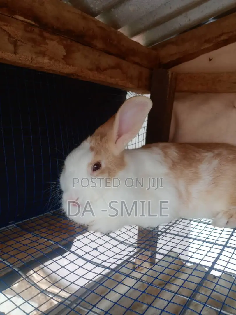 Dav-Smile Rabbit Farms
