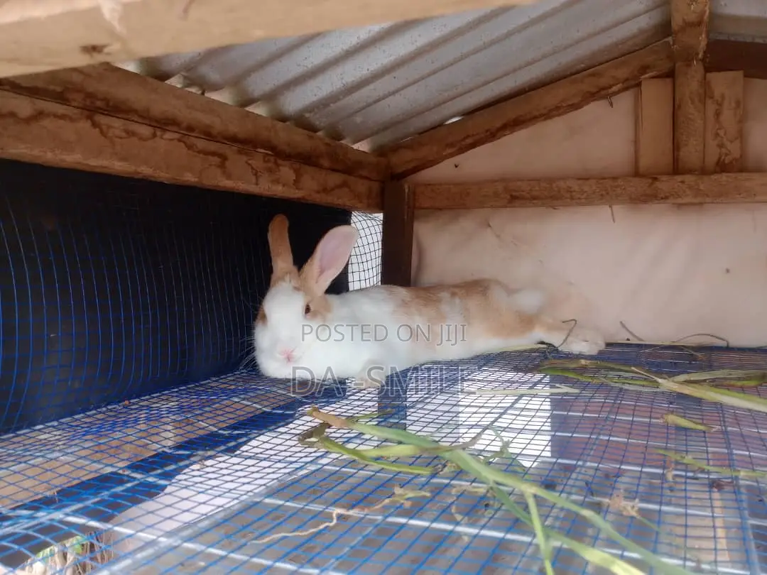 Dav-Smile Rabbit Farms