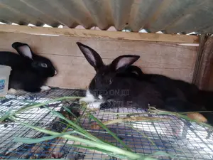 Dav-Smile Rabbit Farms
