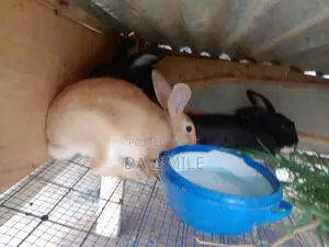 Dav-Smile Rabbit Farms