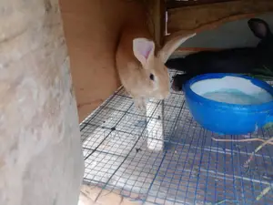 Dav-Smile Rabbit Farms