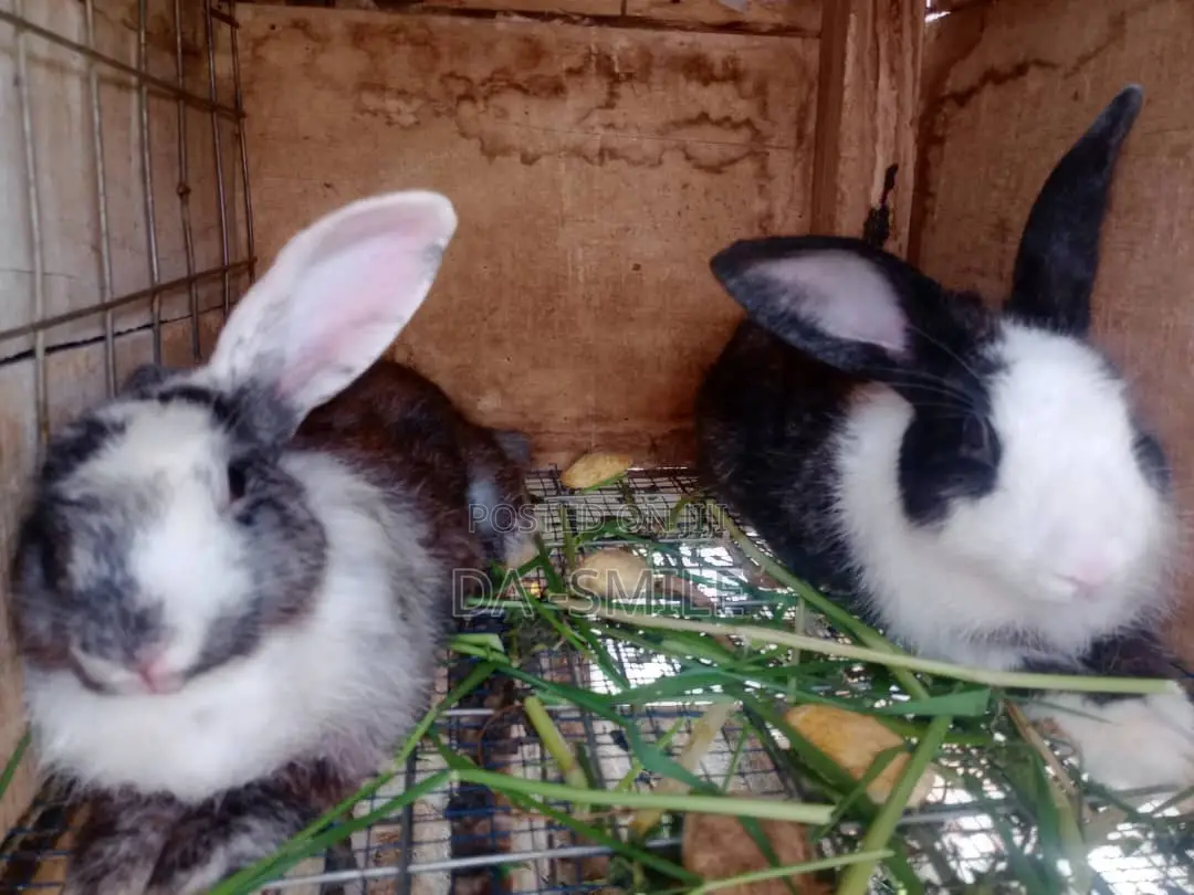 Dav-Smile Rabbit Farms