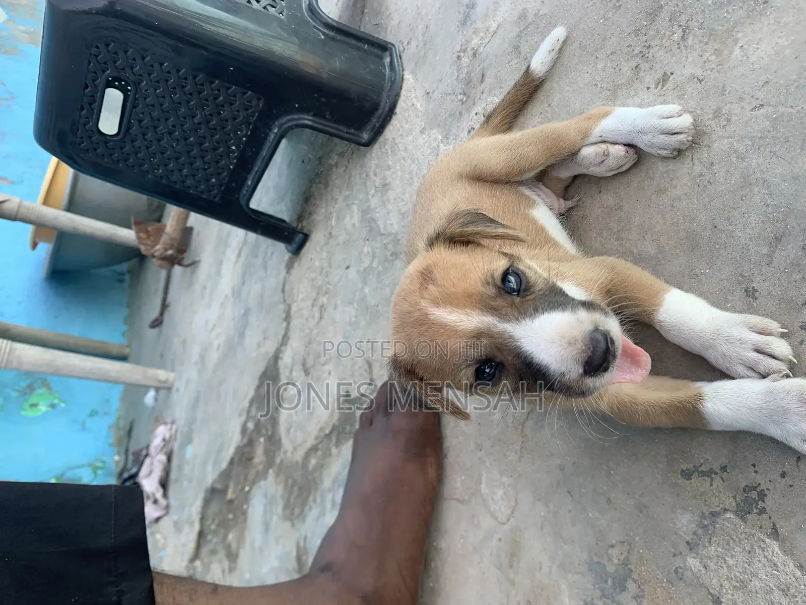 1-3 months Male Mixed Breed Dog