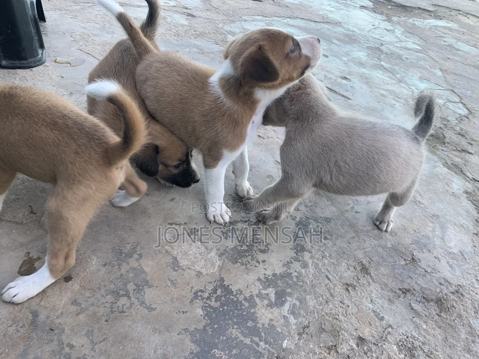1-3 months Male Mixed Breed Dog