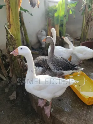 Male and Laying Female Geese Forsale