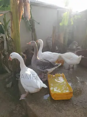 Male and Laying Female Geese Forsale