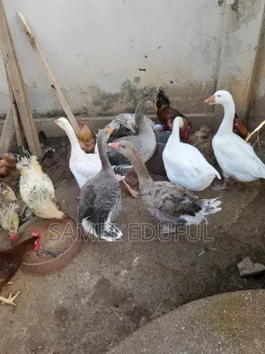 Male and Laying Female Geese Forsale