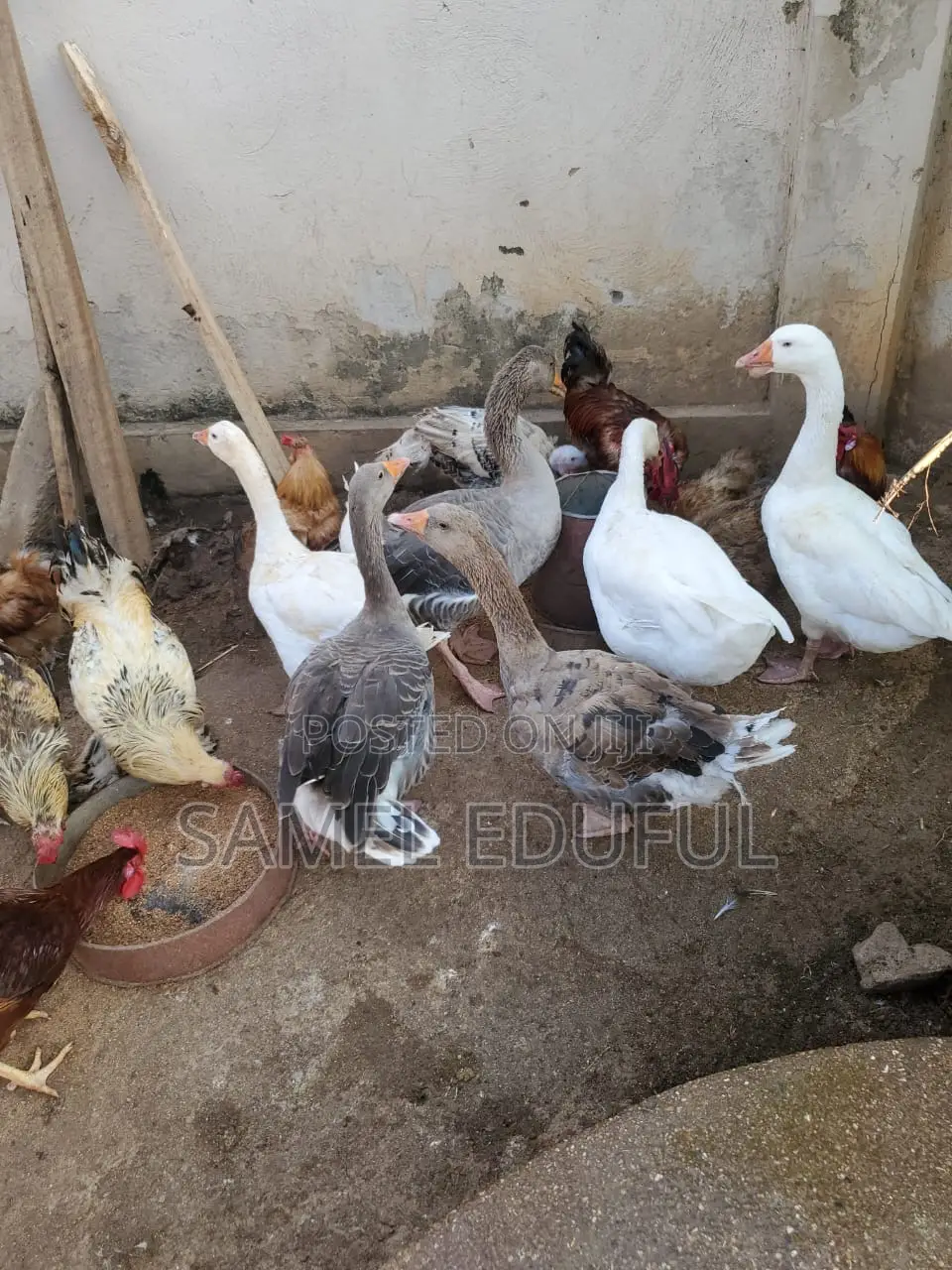 Male and Laying Female Geese Forsale