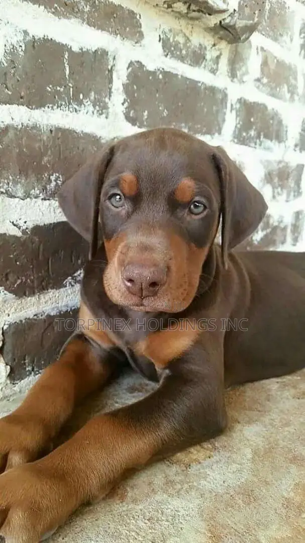 1-3 months Male Purebred Doberman Pinscher