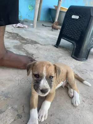1-3 months Male Mixed Breed Dog