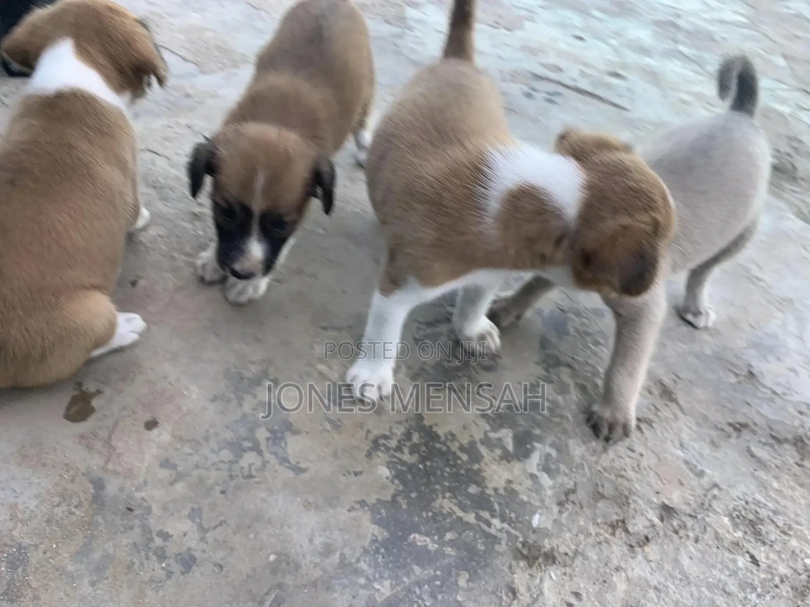 1-3 months Male Mixed Breed Dog