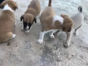 1-3 months Male Mixed Breed Dog