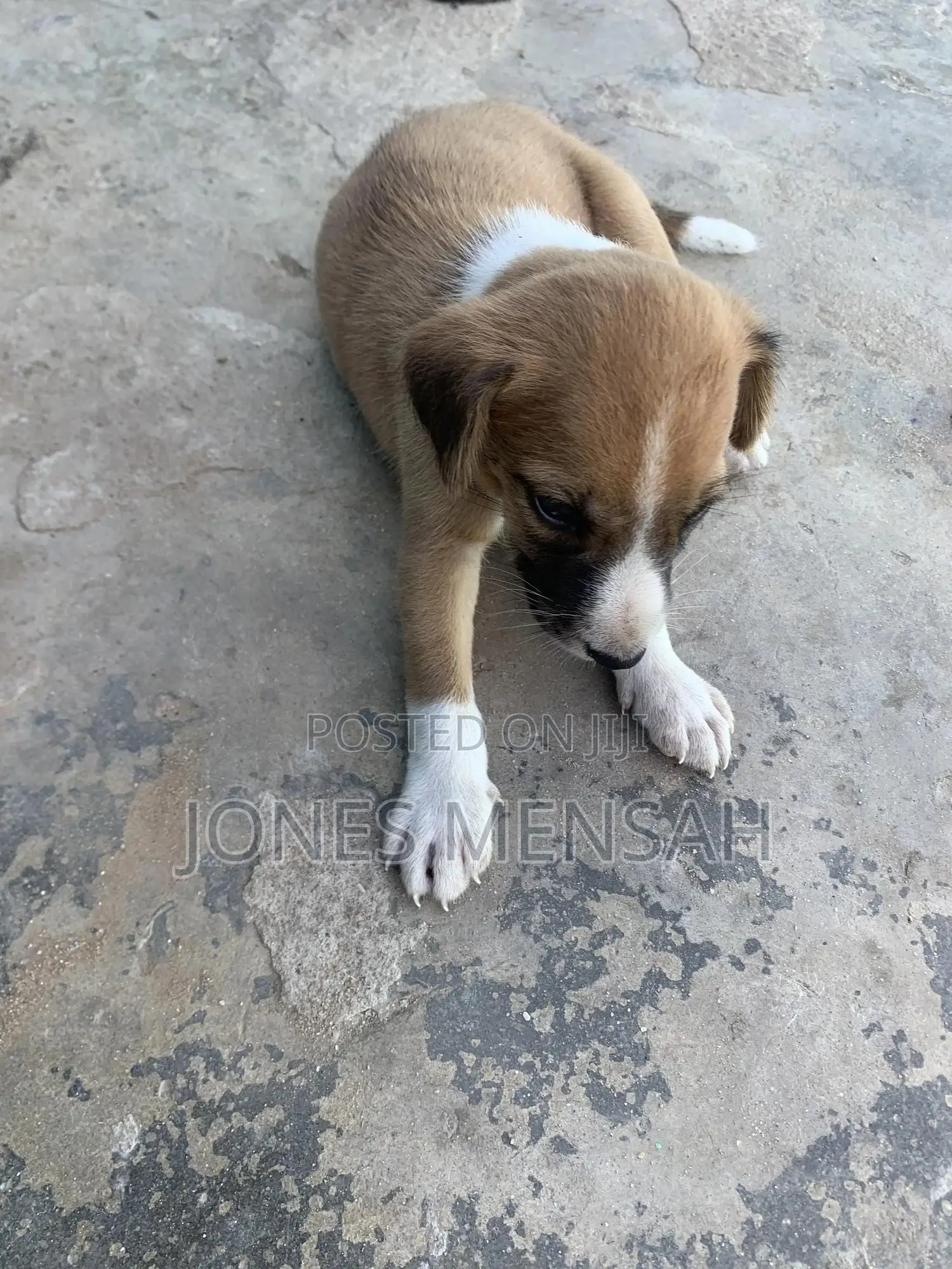 1-3 months Male Mixed Breed Dog
