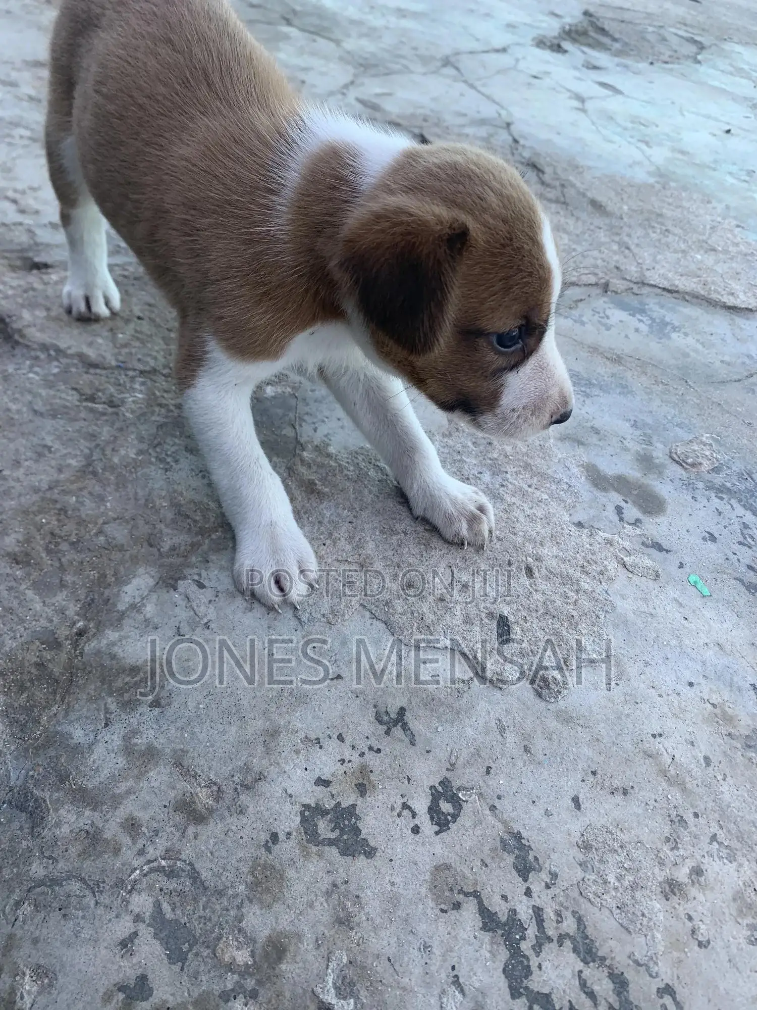 1-3 months Male Mixed Breed Dog