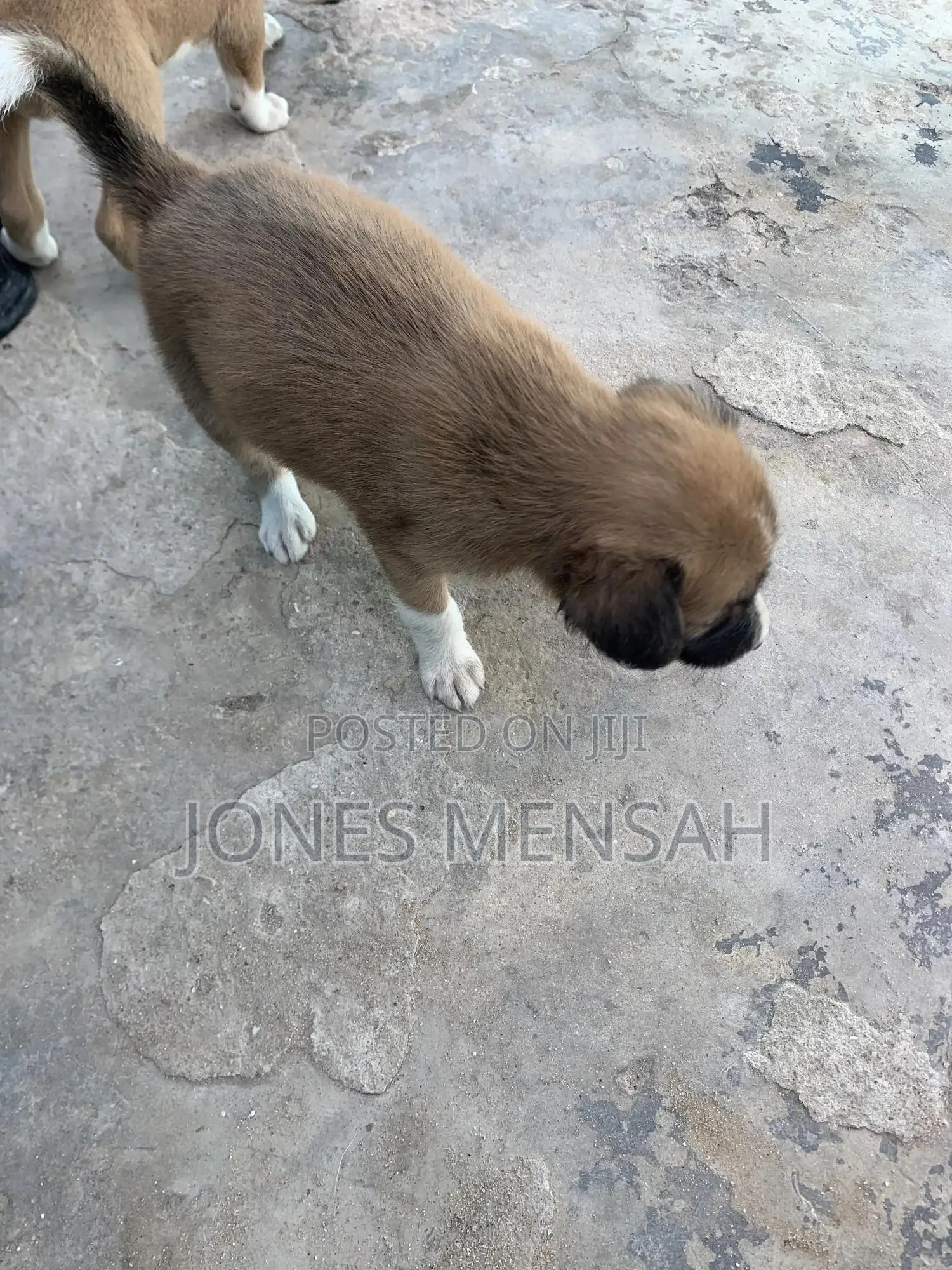 1-3 months Male Mixed Breed Dog