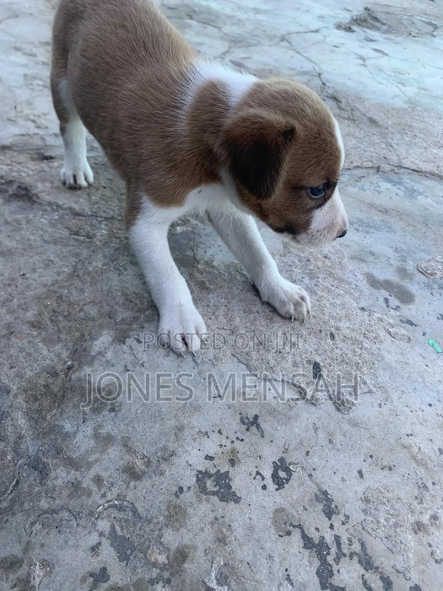 1-3 months Male Mixed Breed Dog