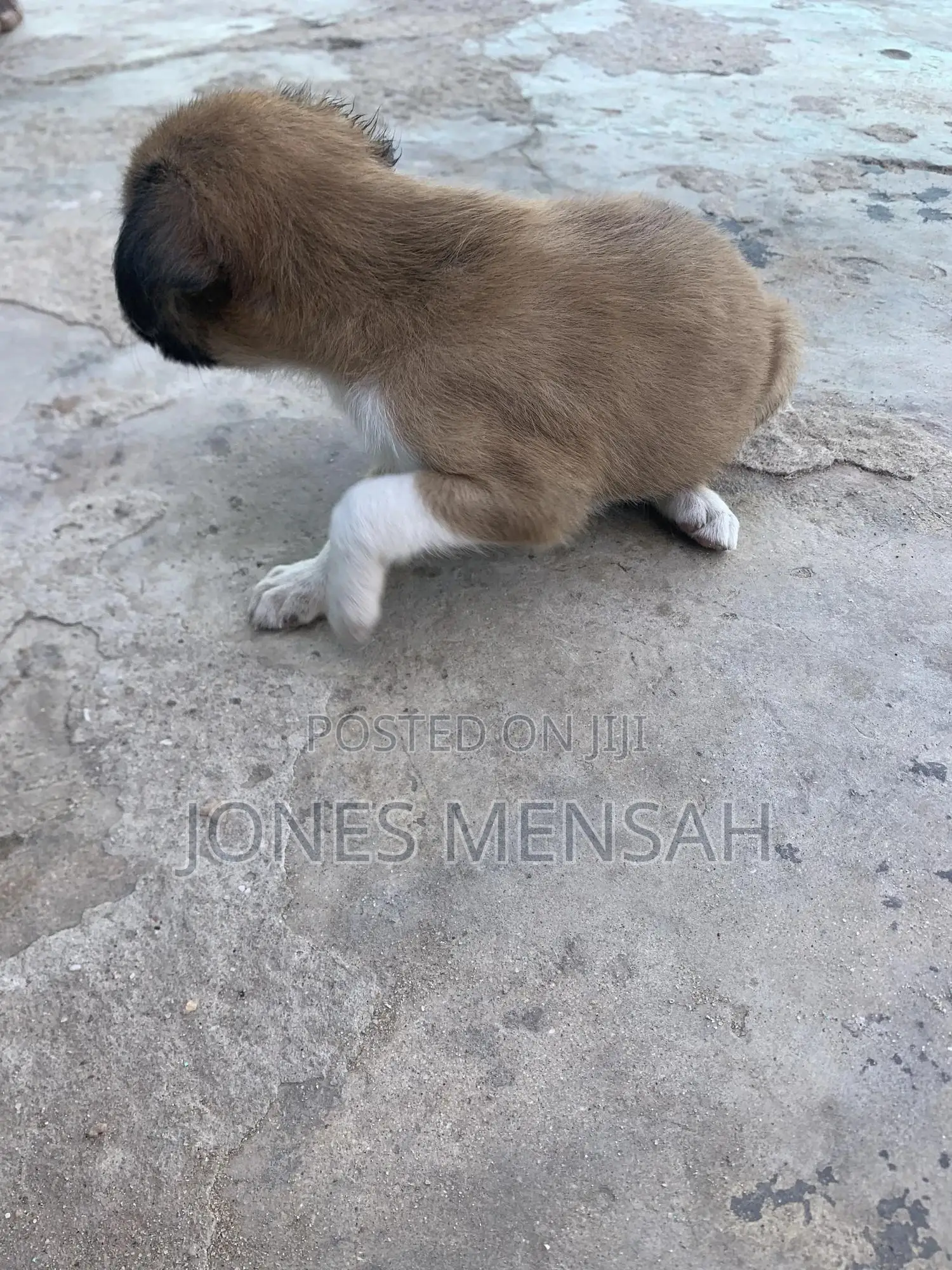 1-3 months Male Mixed Breed Dog